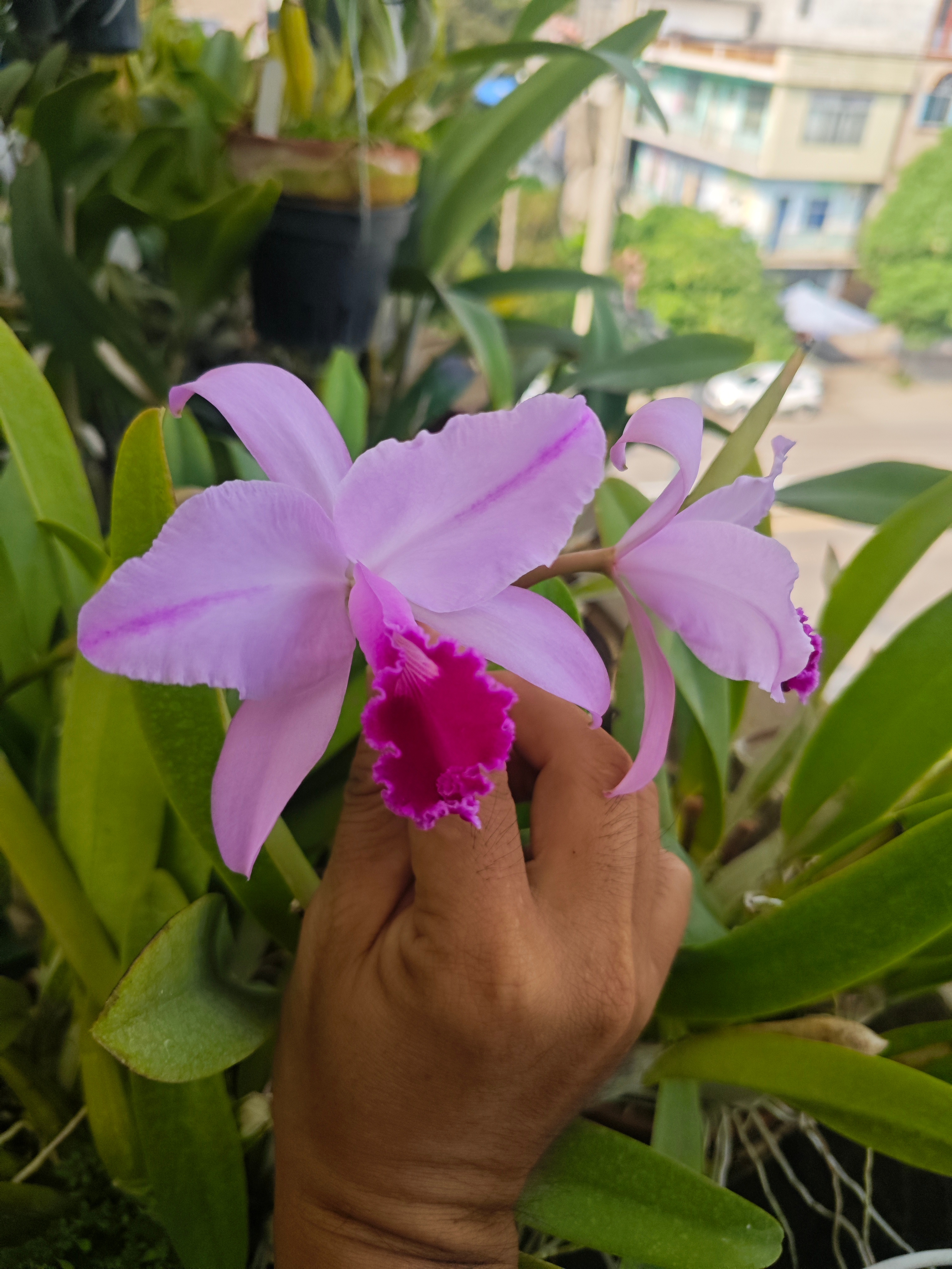 C.trianaei，一梗四朵的特里卡特兰。 ​​​这梗有两朵。 ​​​