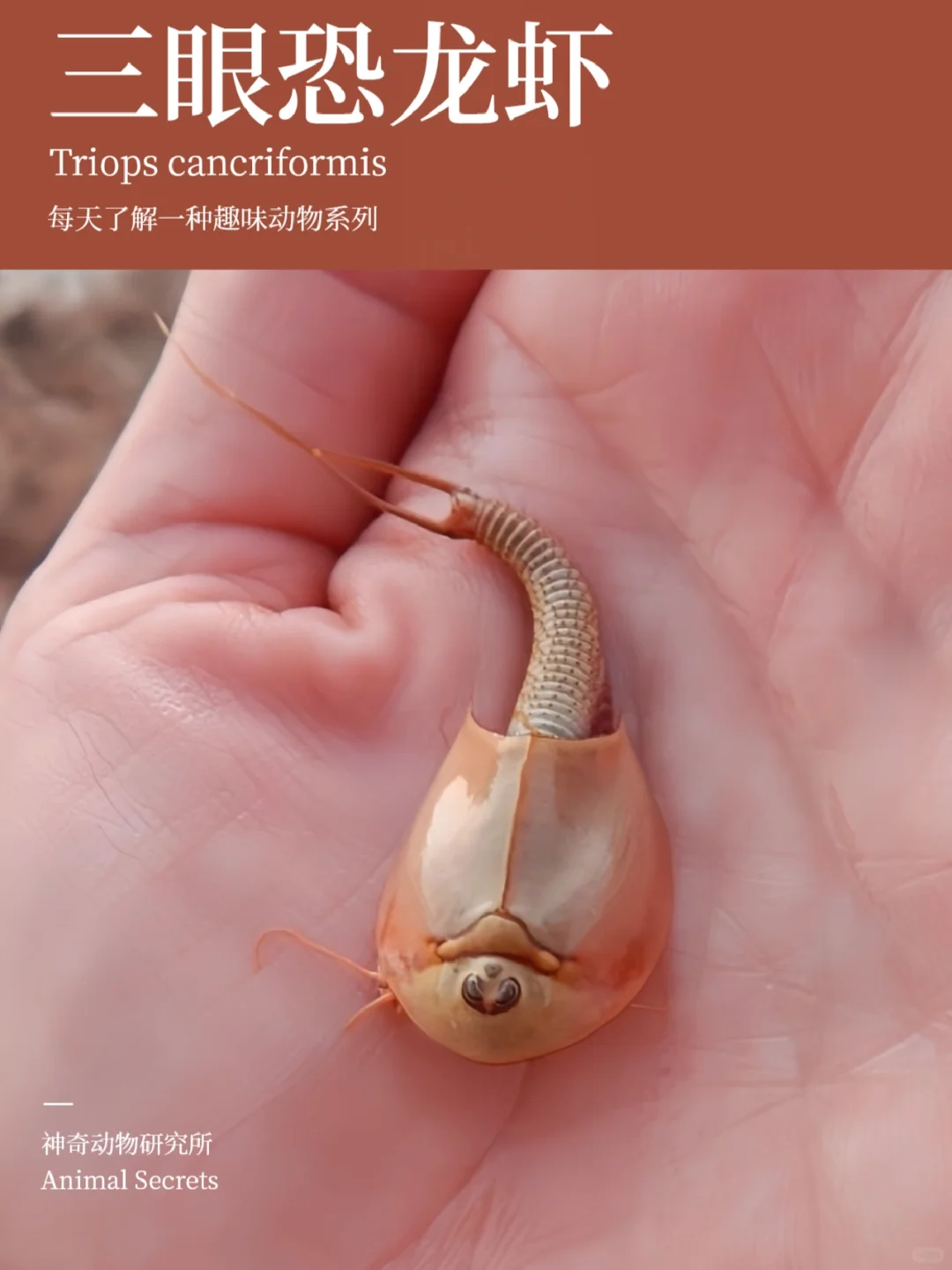 每天了解一种趣味动物👀三眼恐龙虾