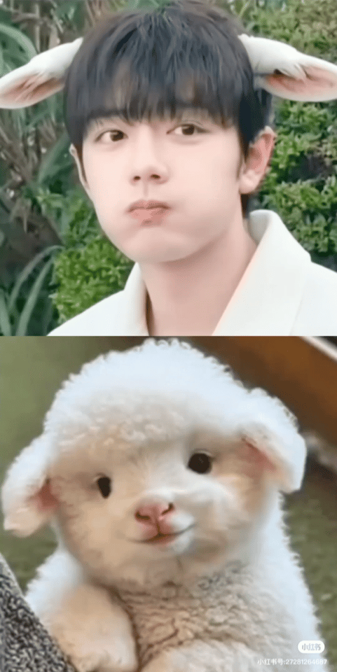 萌的我嗷嗷叫，羊宝羊宝我们喜欢你