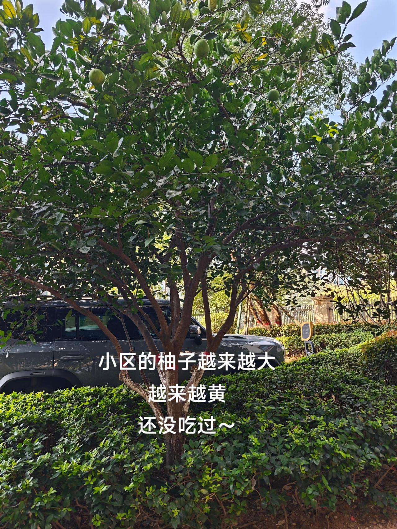 以前住的小区种的是橘子，还没黄就不见了，现在住的小区种的是柚子，个头不大，一开始