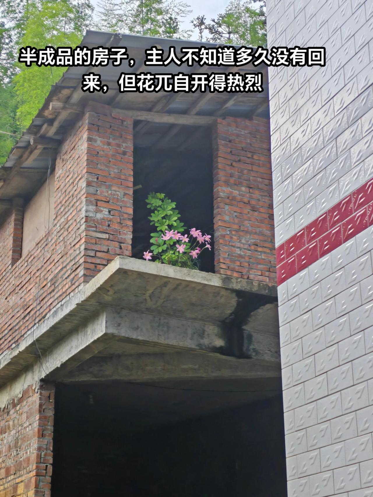 孤独生长的花儿
端午节回了郴州
大山沟里
小小的村子，只剩下不到十个老人
80多