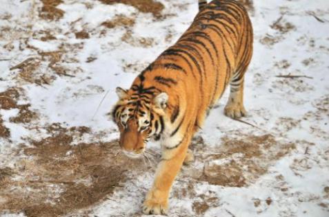 2021年，韩国引进了一头中国东北虎，结果刚到韩国动物园，就遭到了本土虎的联合攻