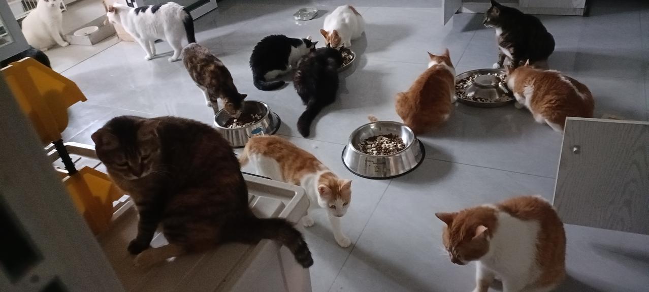 炎炎夏日，干净舒适的环境，看着舒心，猫猫们更惬意！为了这些可爱的小精灵，一切的辛