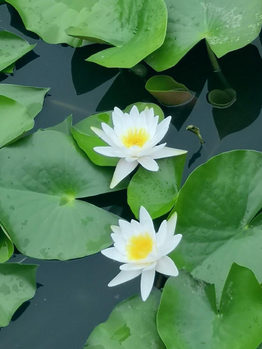 上联：荷塘静谧白莲睡；
------平平仄仄平平仄
下联：？？（小林邀对）