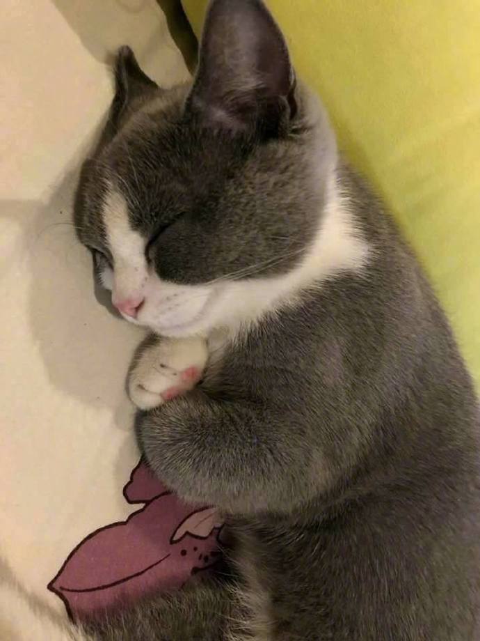 猫咪睡觉时，2只爪子抱在胸口，萌死了......
