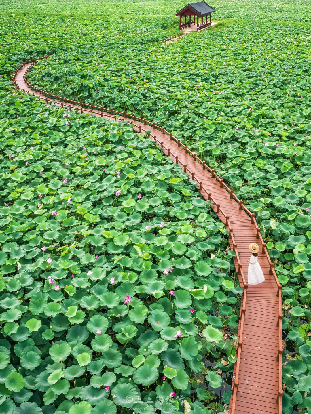 “误入藕花深处”免费人少荷花塘🪷太惊艳了……