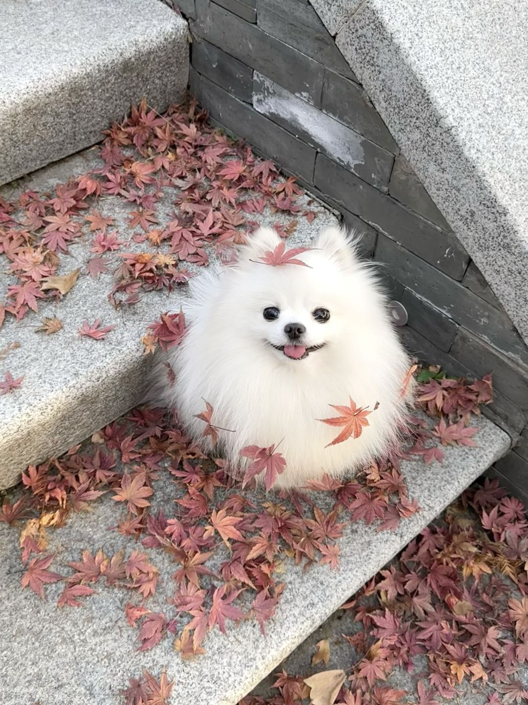 🍁小枫狗可爱头像 .ᐟ.ᐟ 