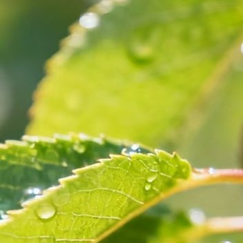 种植樱桃的方法樱桃种植技术涉及多个方面，包括品种选择、土壤准备、种植管理、施肥、