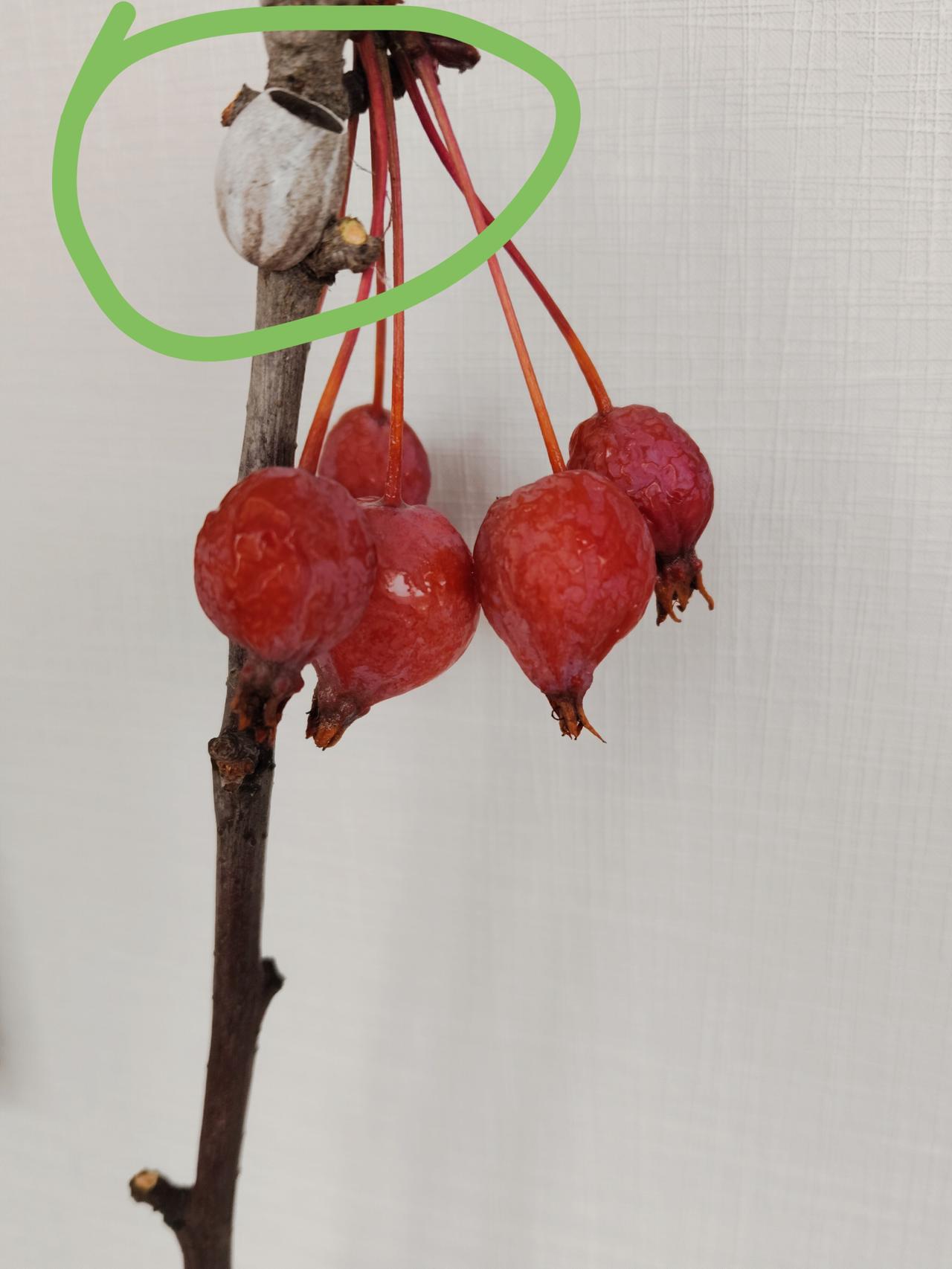 你认识图中的那个银灰色的小桶吗？

今天在小区里发现一个树枝落在地上，上面的一小