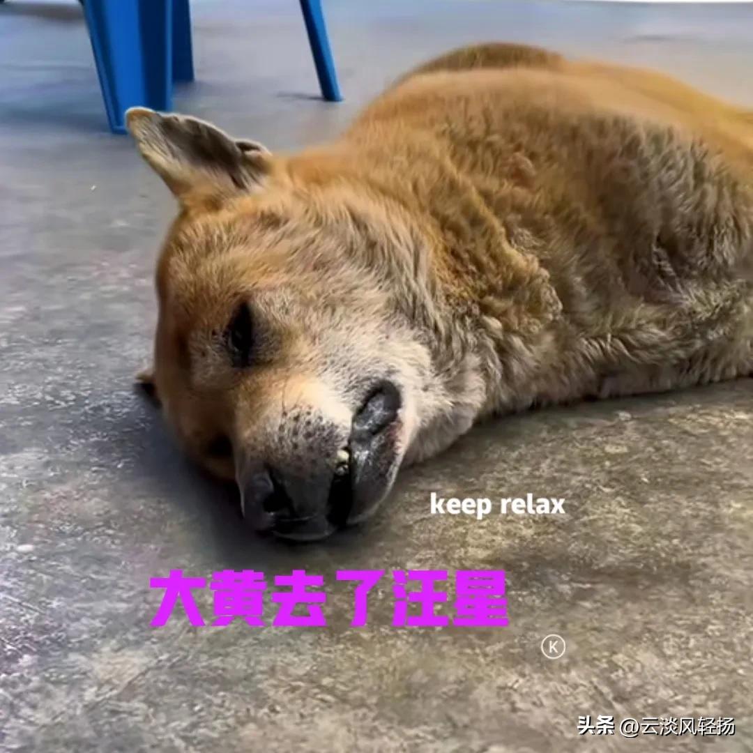 在我小的时候，大概三四岁左右的样子吧，家里养过一只土狗，我们都喜欢叫它小黄。小黄