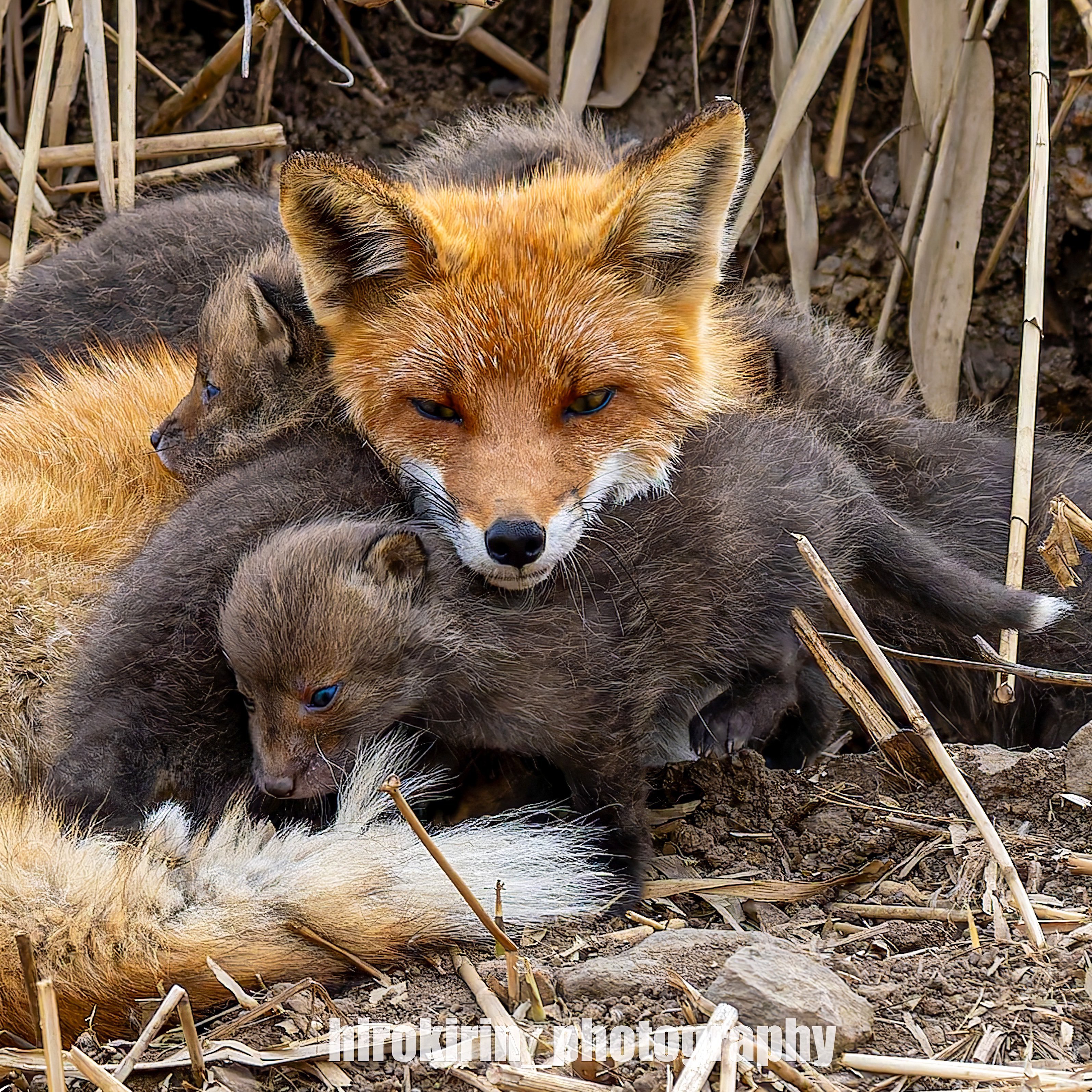 狐狸 被黑色的宝宝包裹着是幸福的狐妈妈🦊❤️©️hirokirin_photo