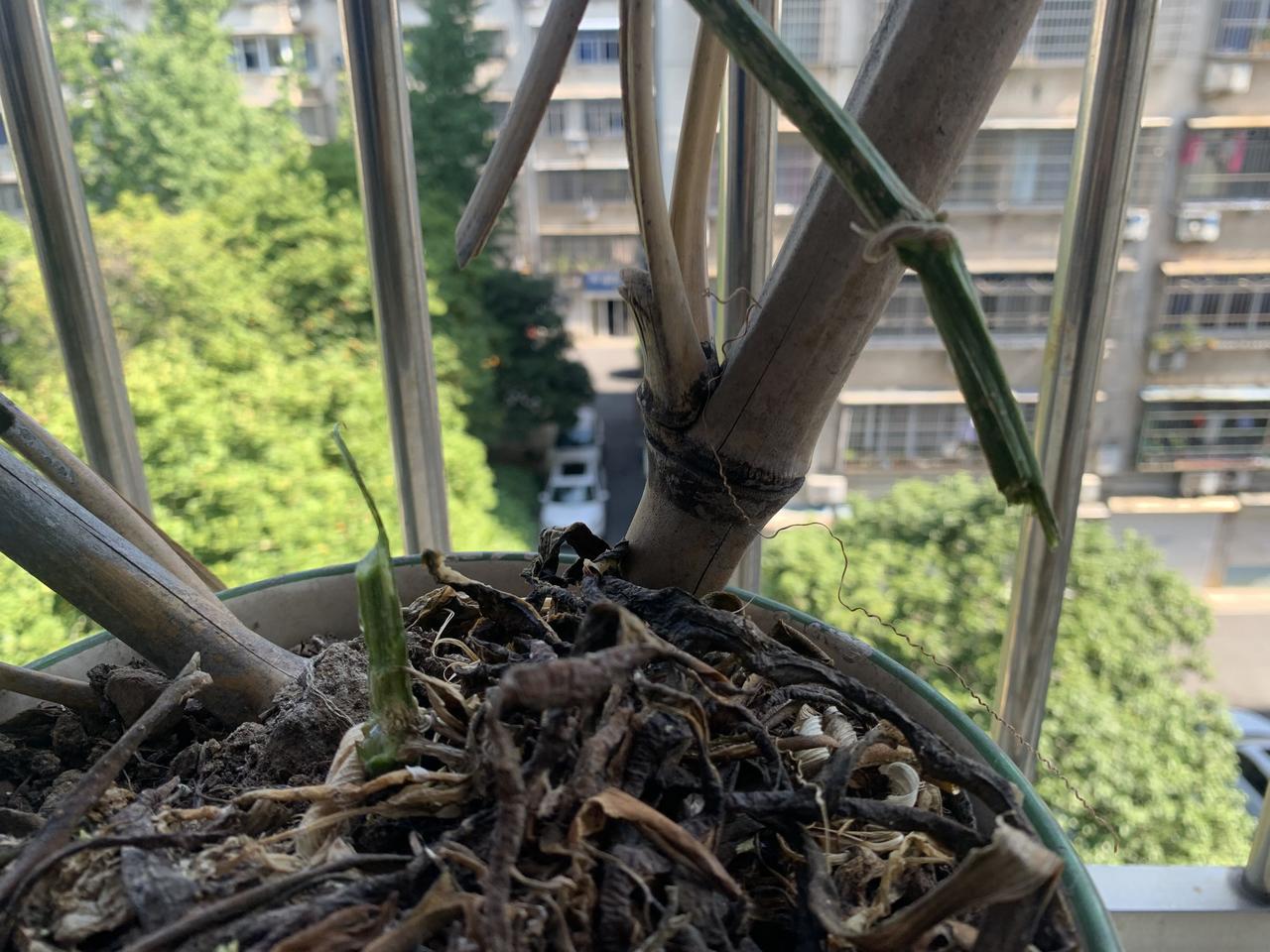 昨晚恼人的老鼠，偷偷啃断了我窗台悉心栽种的丝瓜藤蔓根部，看到的那一刻，心里一阵揪