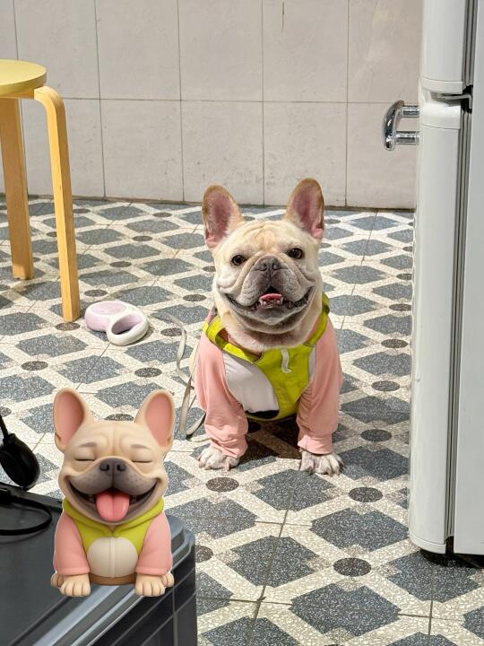 我的emoji动态小狗🐶 live！！