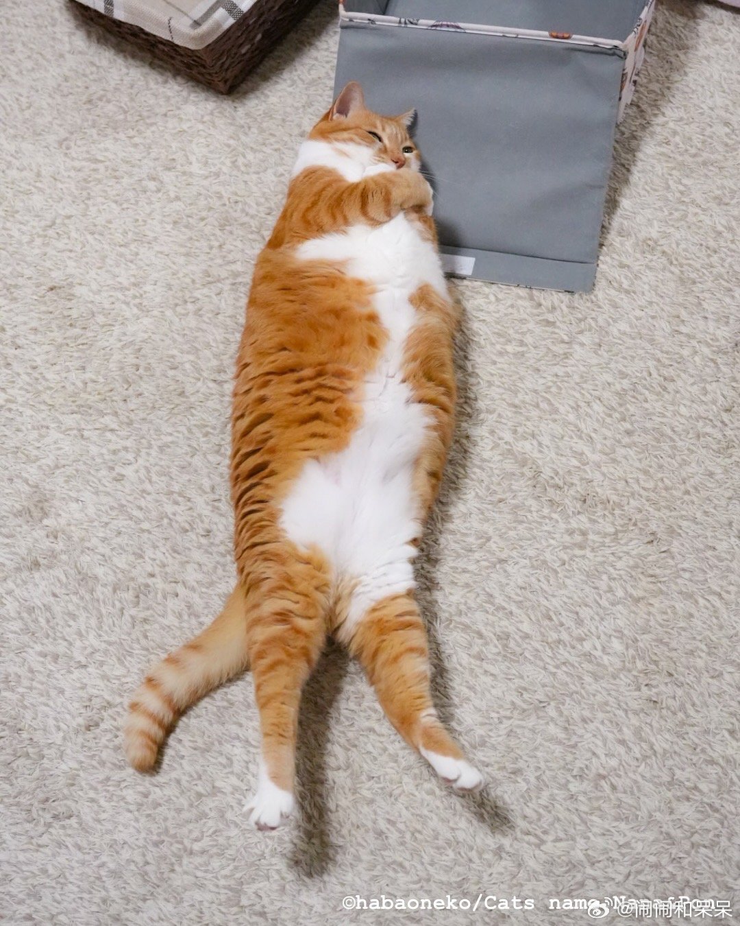 橘猫毯🐈cr：habaoneko ​​​