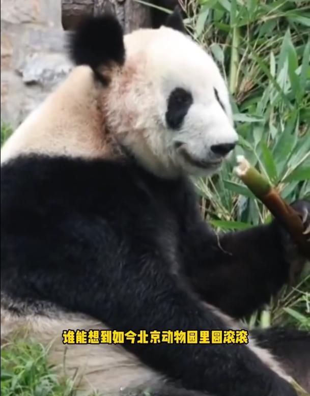 丫丫回国两年判若两熊 还是家里香呀！这2年直接增重20斤了好吧跟之前感觉都不是一