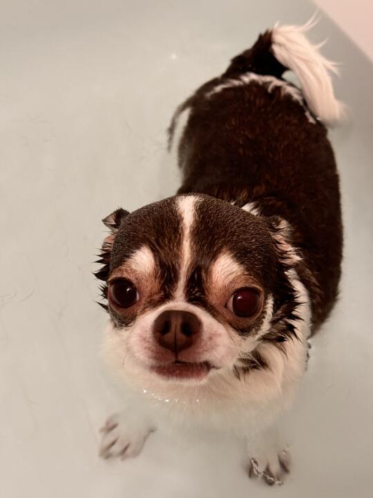 满妃出浴照｜吉娃娃日常