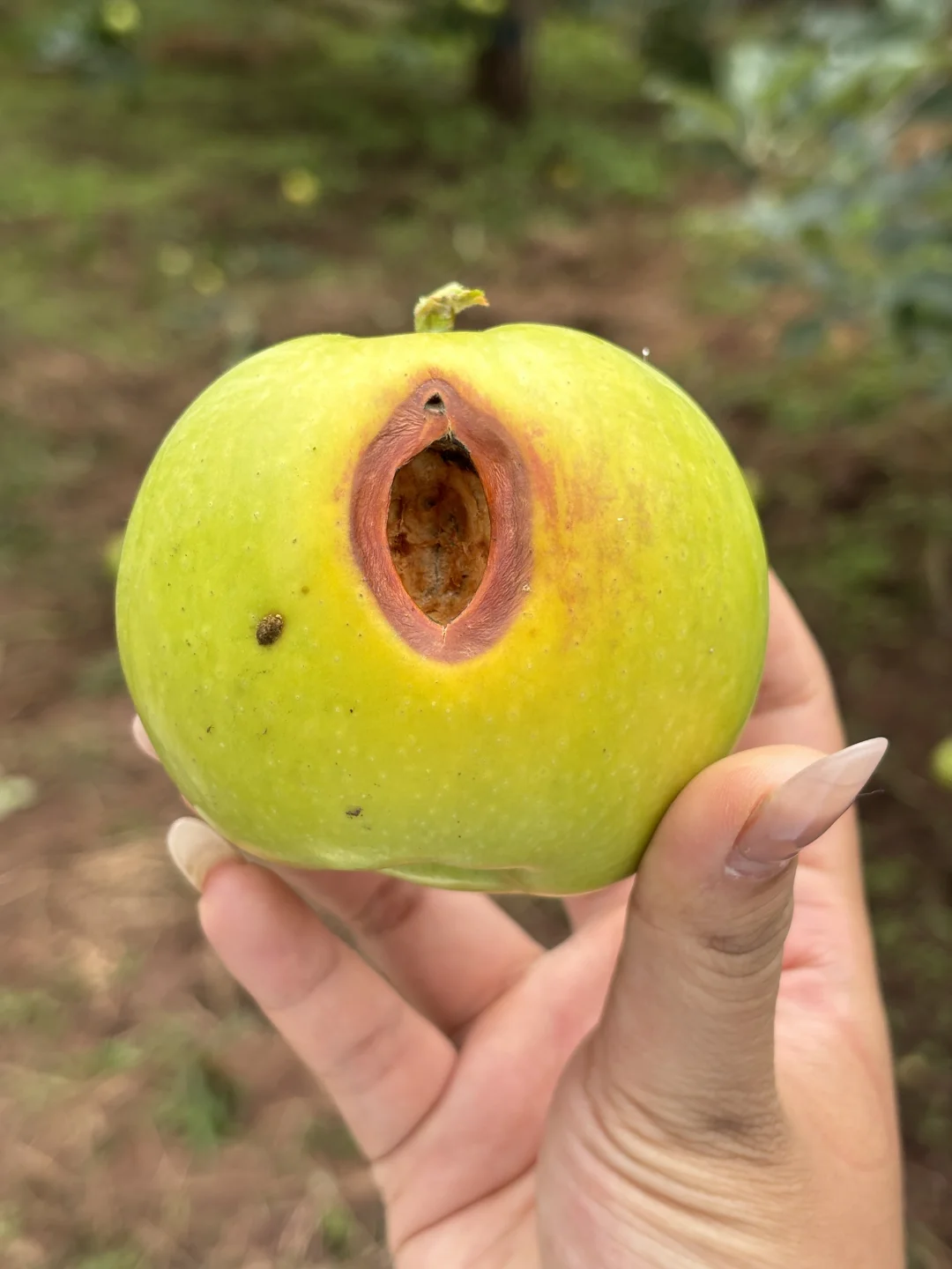 这就是我家青香蕉🍎不打药的后果