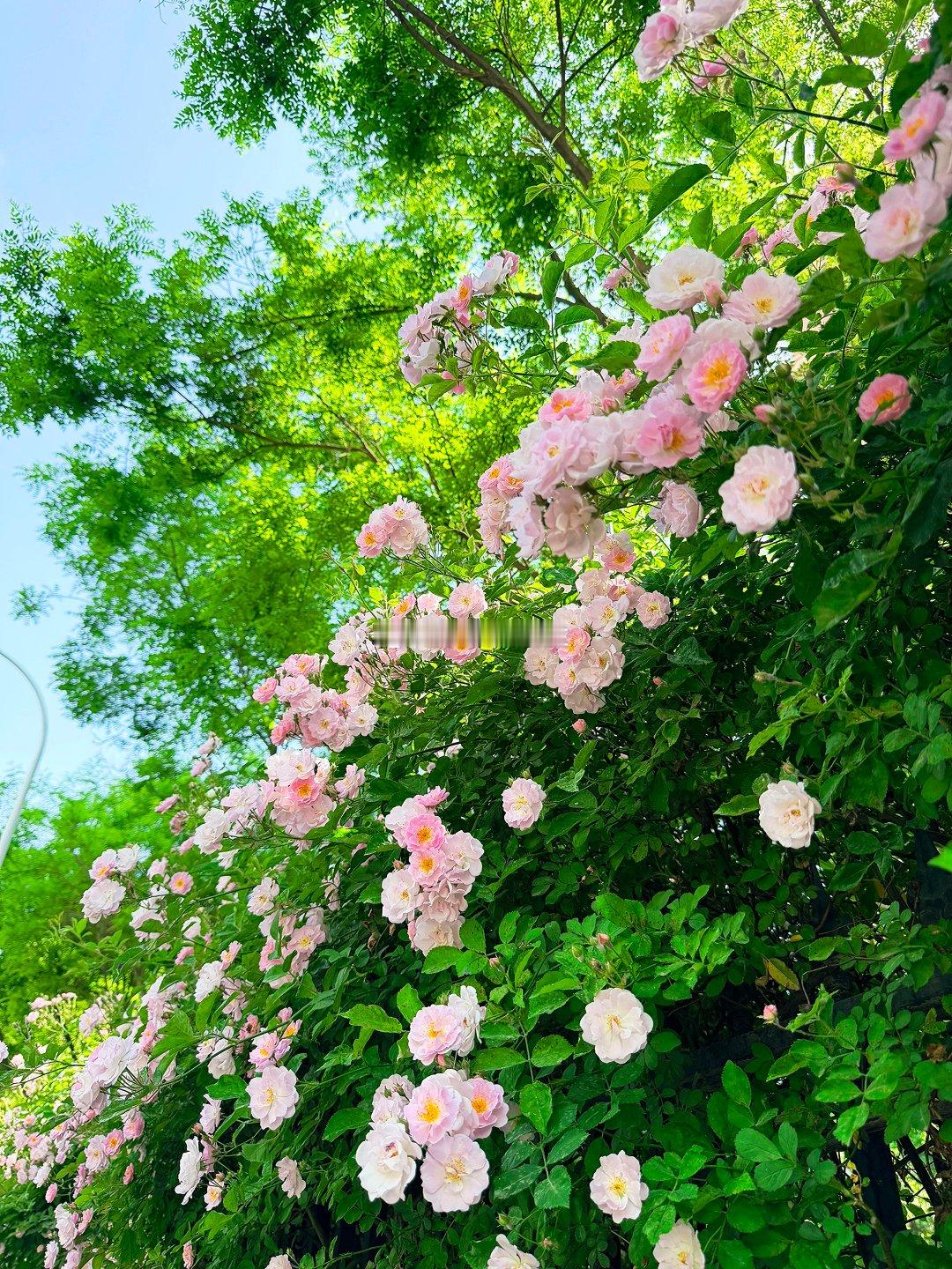 初夏来兰州赏花吧 兰州初夏的浪漫，被安宁黄河印象路承包了?近400米蔷薇花墙进入