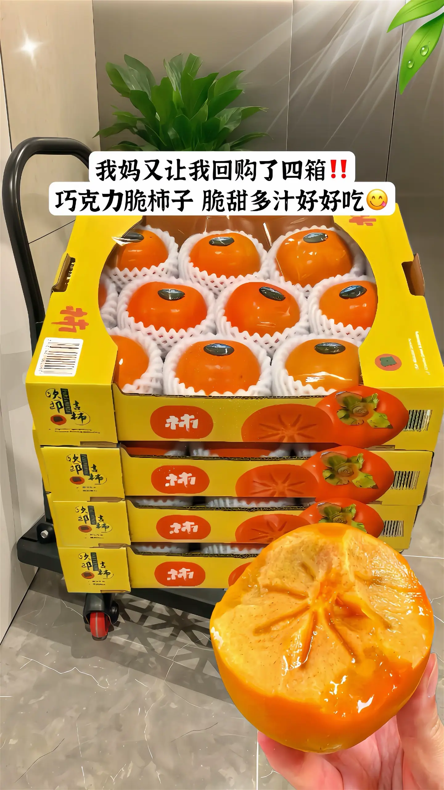 山西阳丰脆甜柿子！！终于上市，去年吃过一次馋了一整年！吃起来脆甜多汁一...