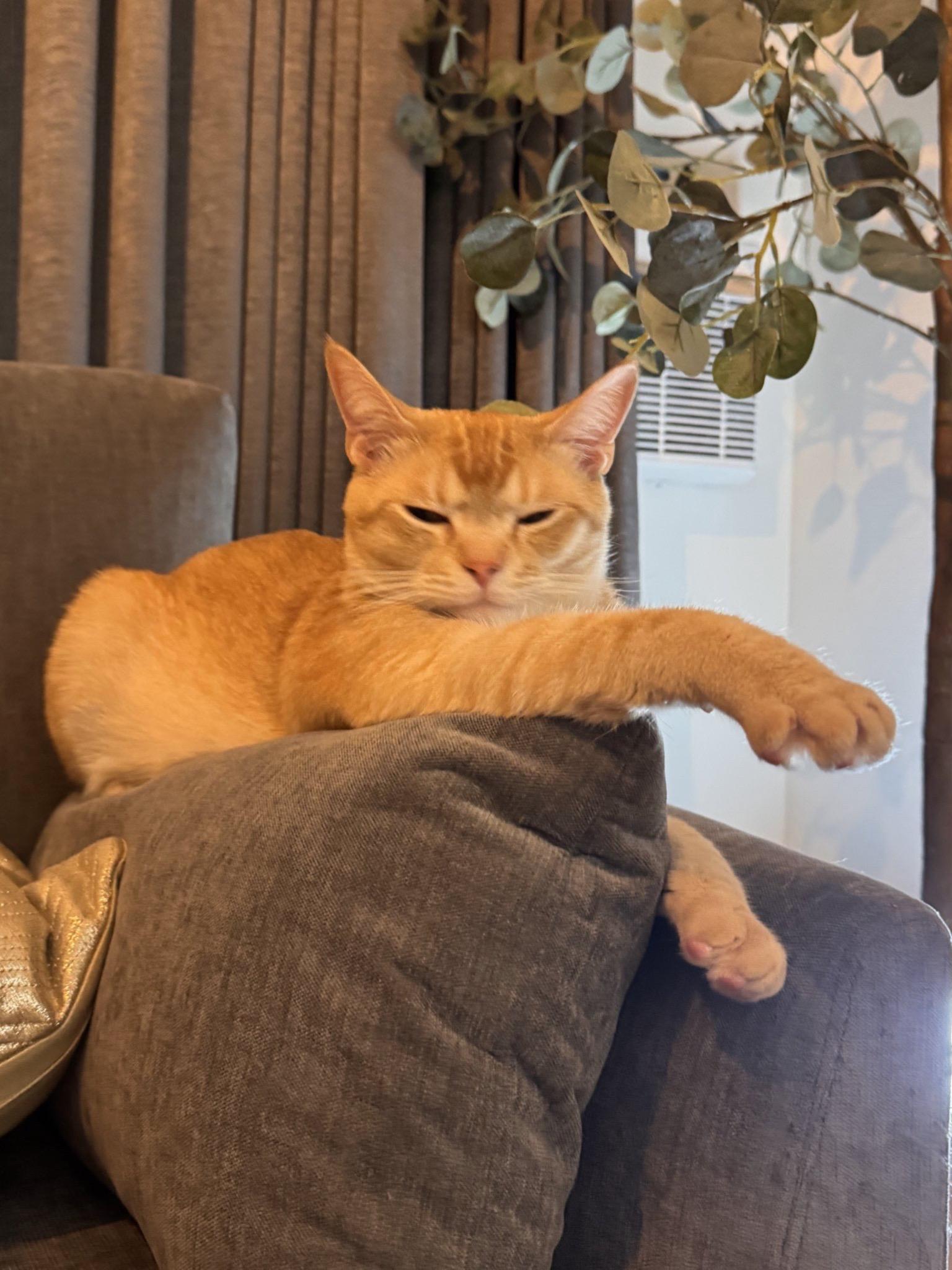 《我家的猫根本不是猫 第1集》