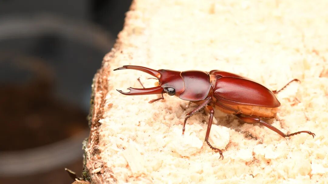 贵阳发现新物种！