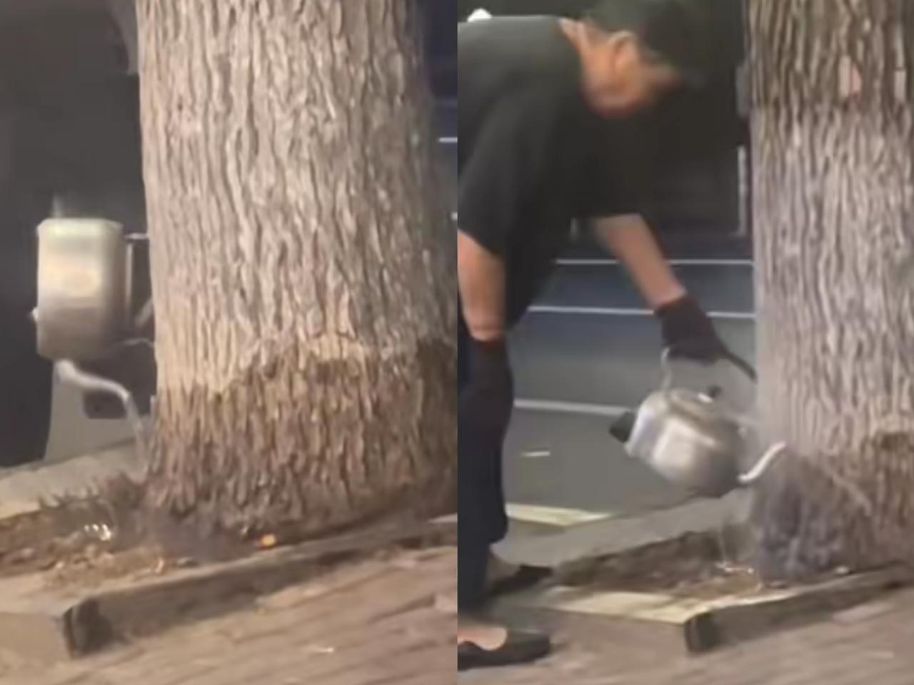 刷到一个视频，一个老太连续十四天用开水浇一棵银杏树。
一开始不明原由的邻居，以为