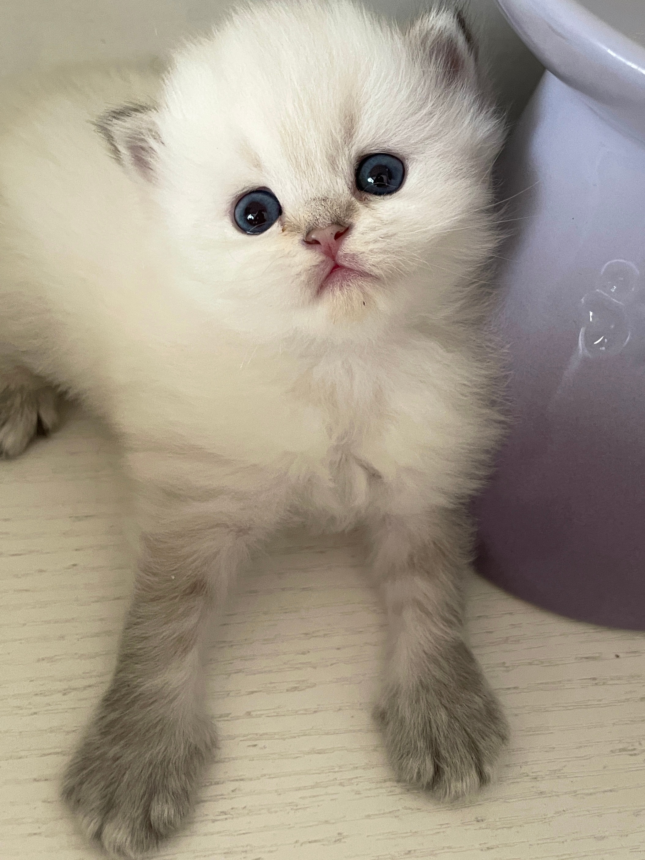 一只黑腿鸡#金点##金山猫重点色##英国长毛猫# ​​​