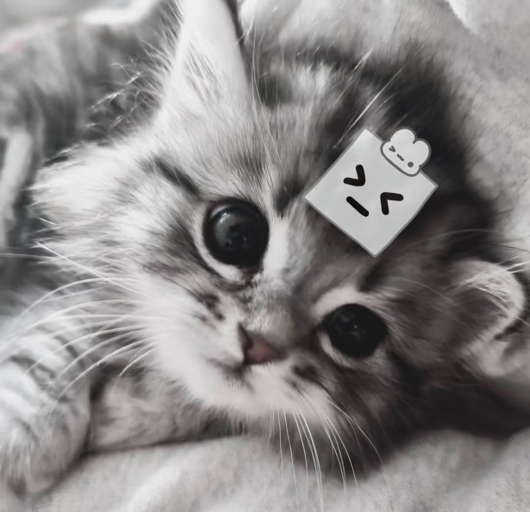 可爱猫猫狗狗头像 