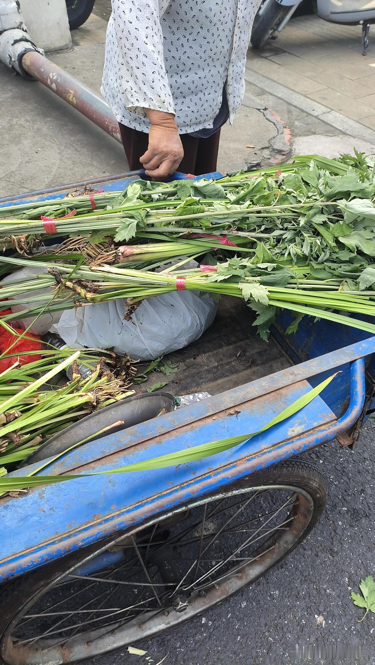 你家门前挂艾草了么？前村的李老太太已80多岁，依旧骑着三轮车去卖菜，今天电瓶车放