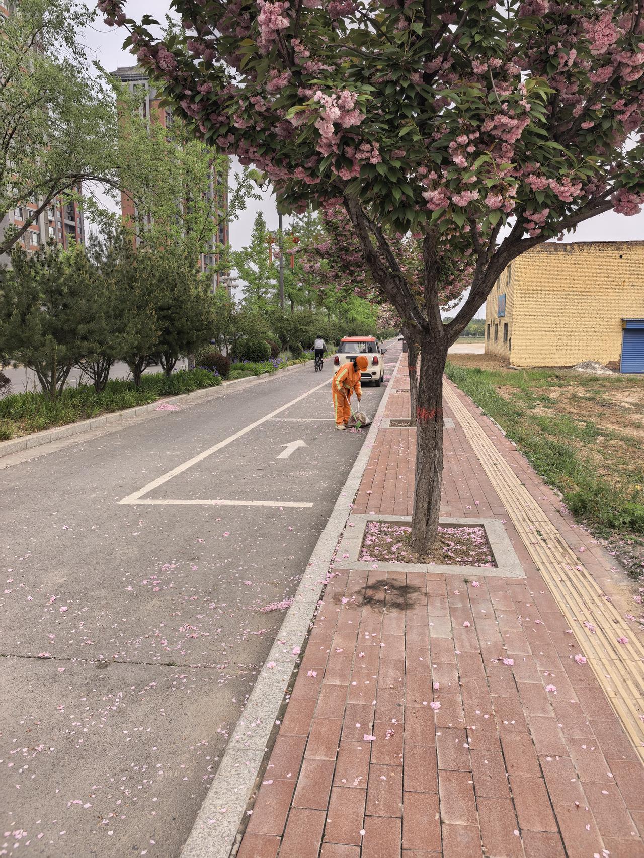 韩城五星路东段，一位环卫工正在打扫落花，前边刚扫过去，后边又飘了下来，如果唐朝那