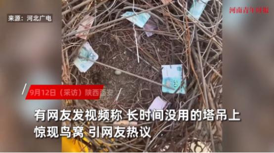 “天上掉馅饼了！”9月12日，陕西西安，一男子在塔吊上工作时，意外发现了一个喜鹊