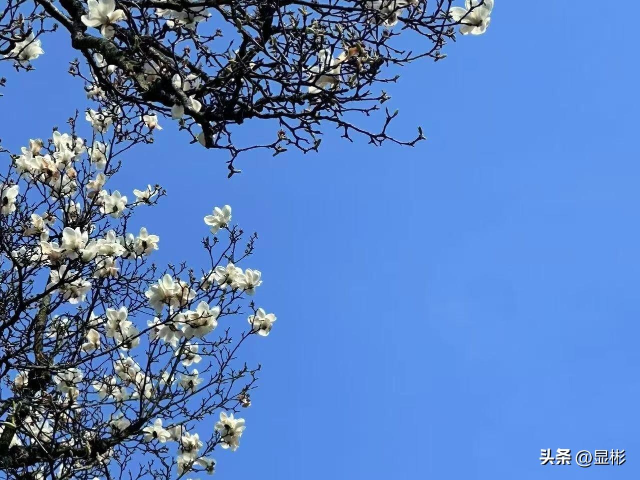 凌厉的霜雪
把生命裹得严严实实
冬天
宅是最好的选择

沉默只是单个的存在
惊蛰