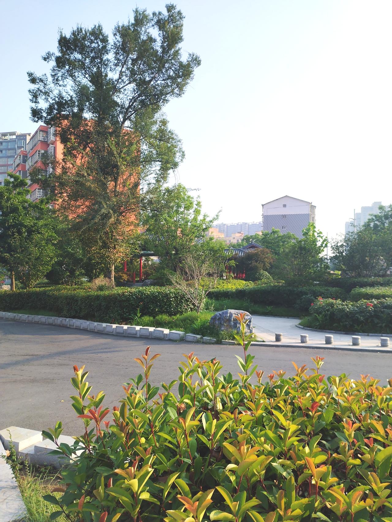 记录生活出行方式，每天早晨去公园散步，看到夏日美景，拿起手机，随手拍下初夏的美景