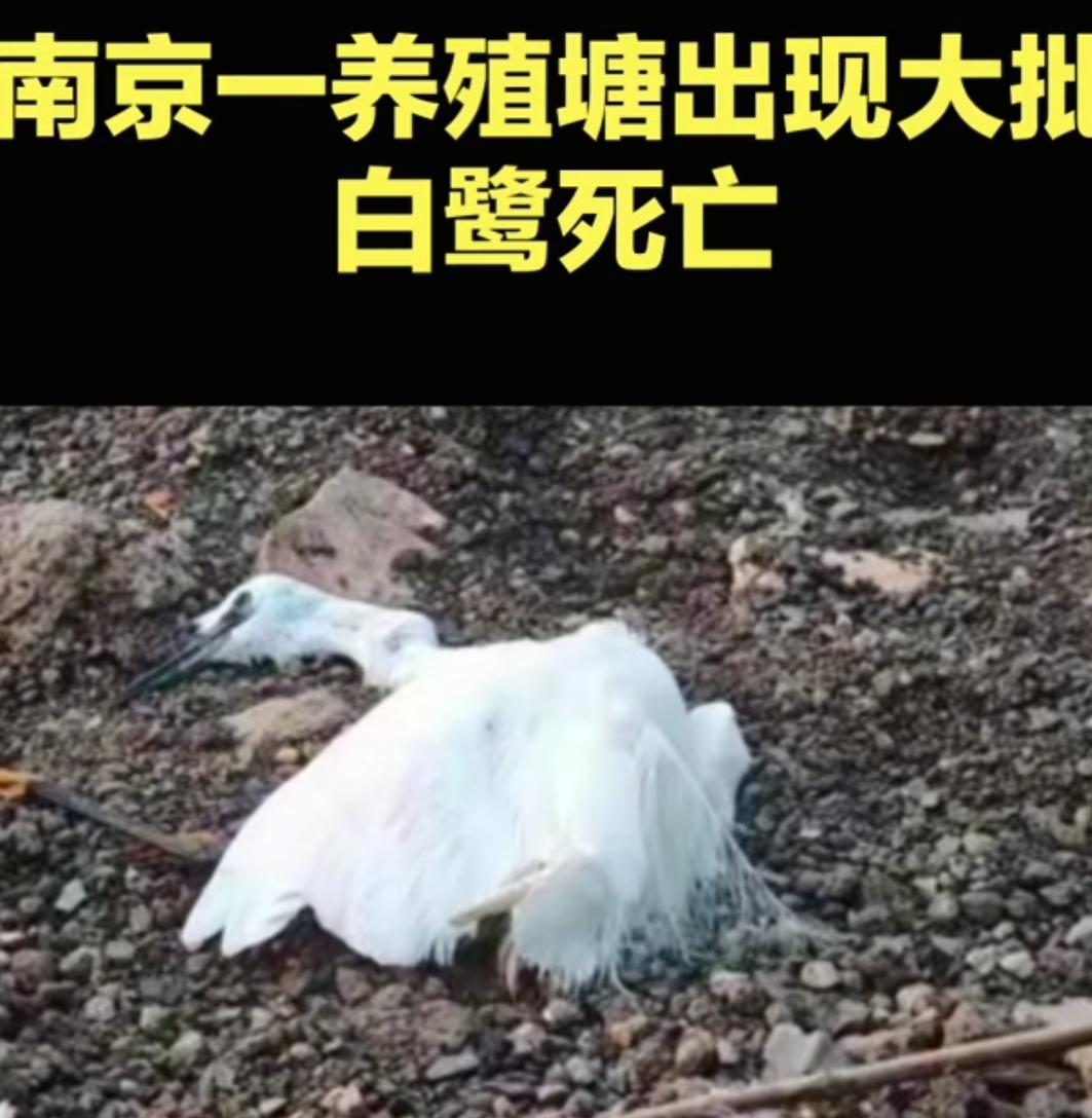 江苏南京一水产养殖塘周边出现大量鸟类死亡现象，主要是苍鹭、夜鹭、白鹭，当地已介入