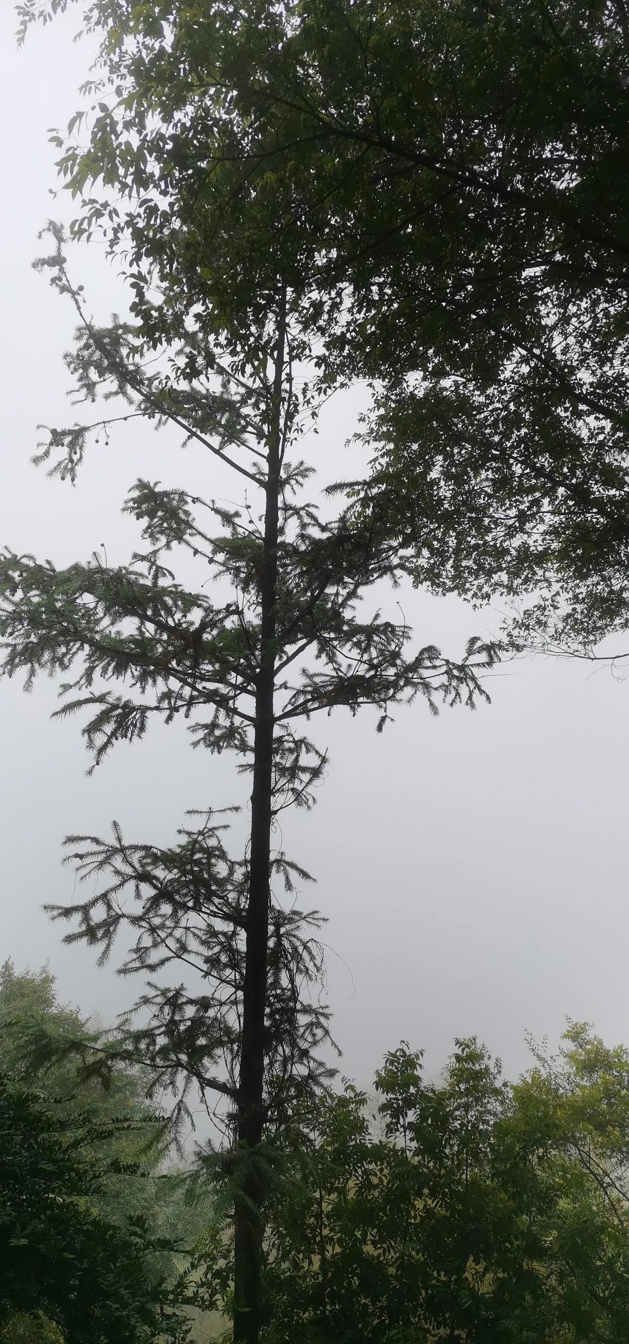 重庆渝北铁山坪玉峰山