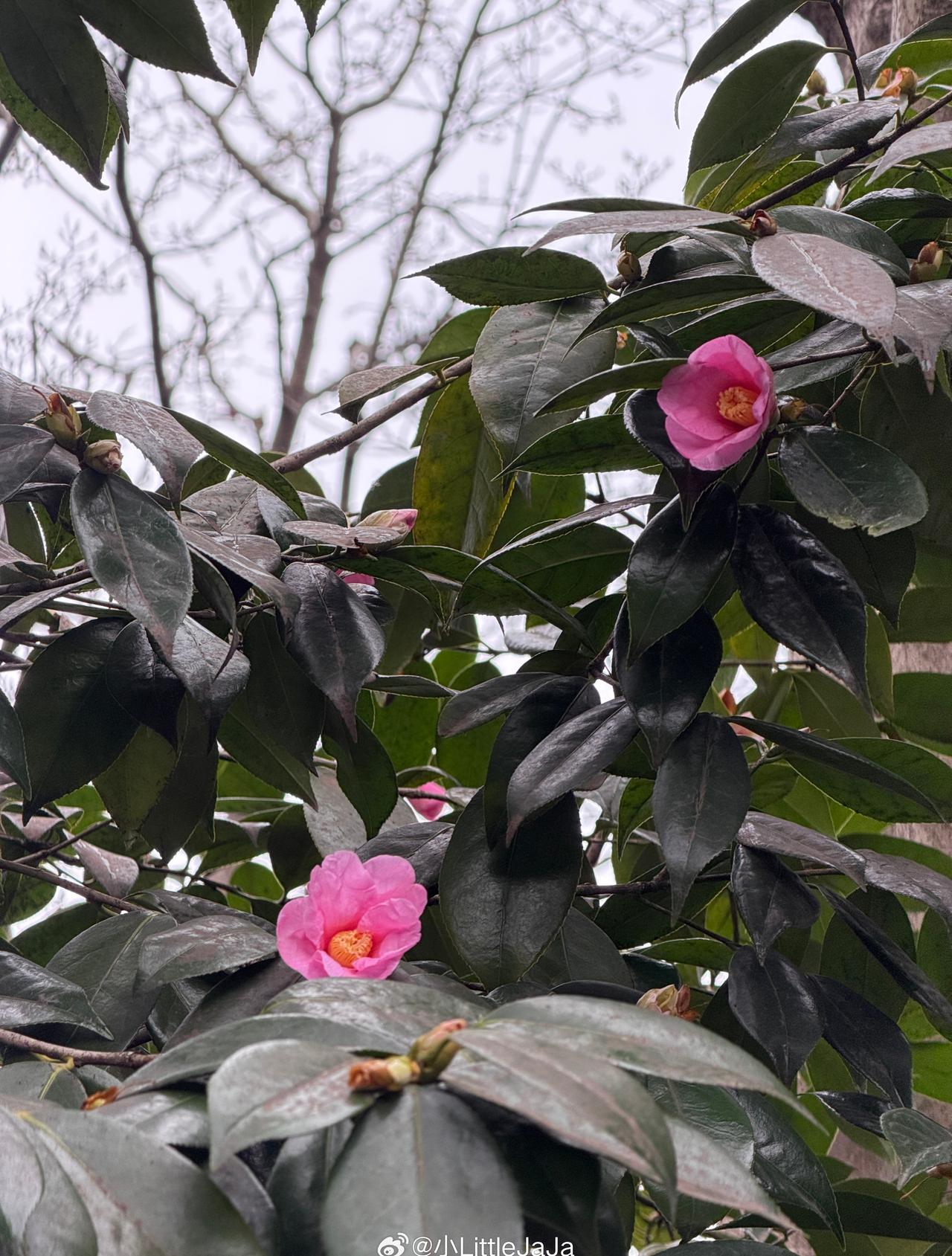 🕊️

轉眼就到了元宵，感覺這年還沒過完，你看，都已經進入三月份了。春天的浪漫