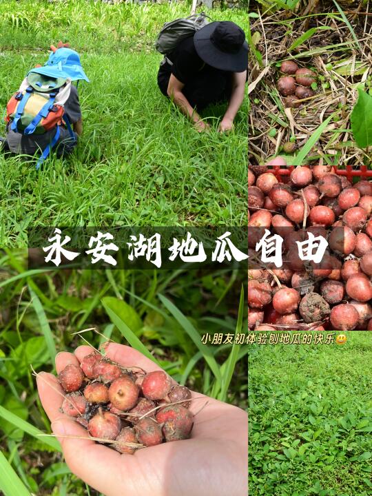 南门出发20min‼️永安湖实现香地瓜自由啦