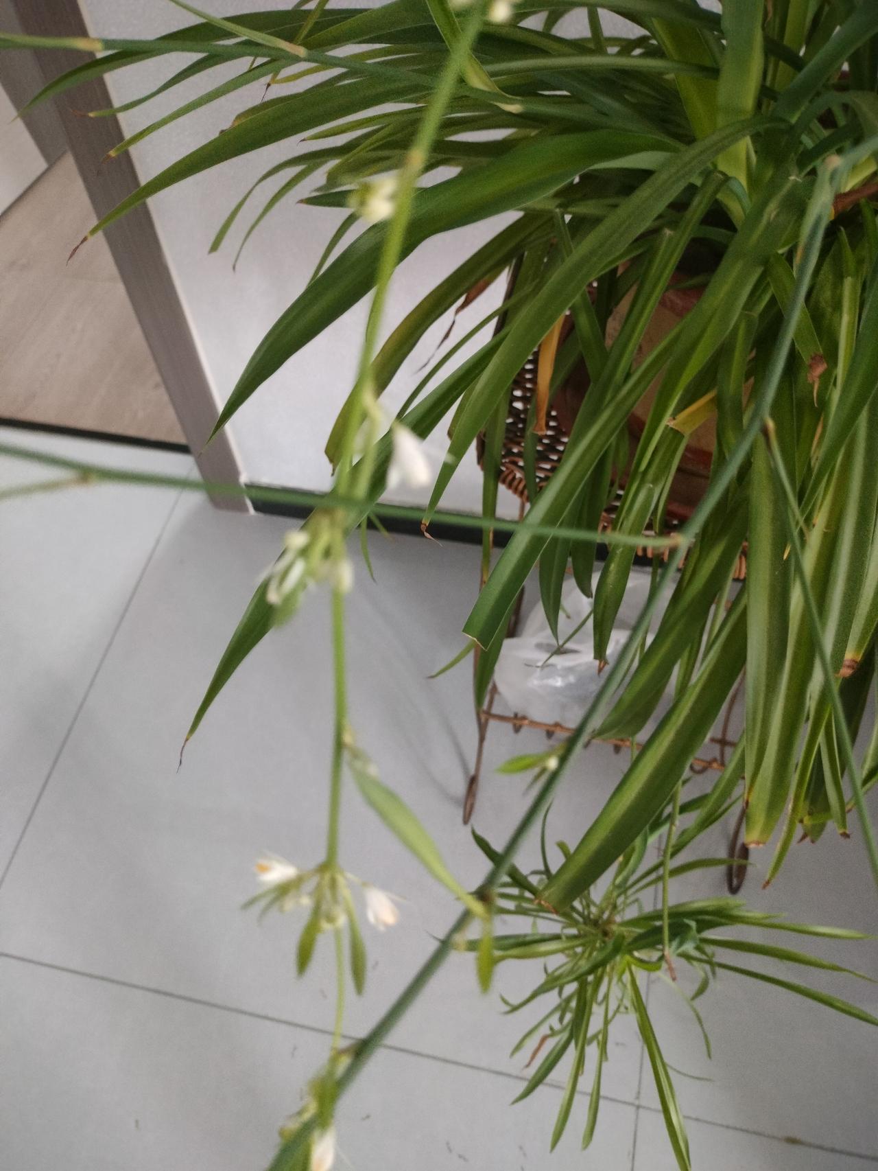 兰花能开这么好，多亏老公给它搬家了。
兰花有些发黄，我觉得是缺少阳光的缘故吧，就