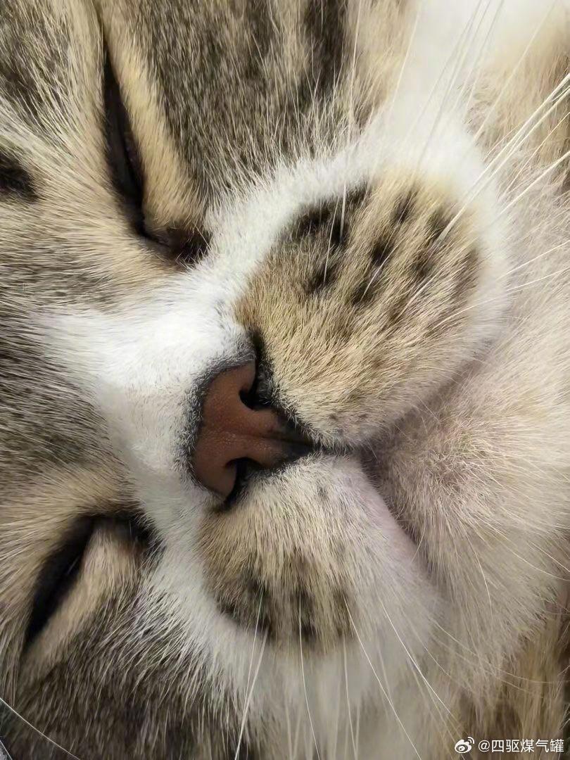 有这种屁股瓣样子嘴巴的小猫咪，是最好亲亲的了～ 