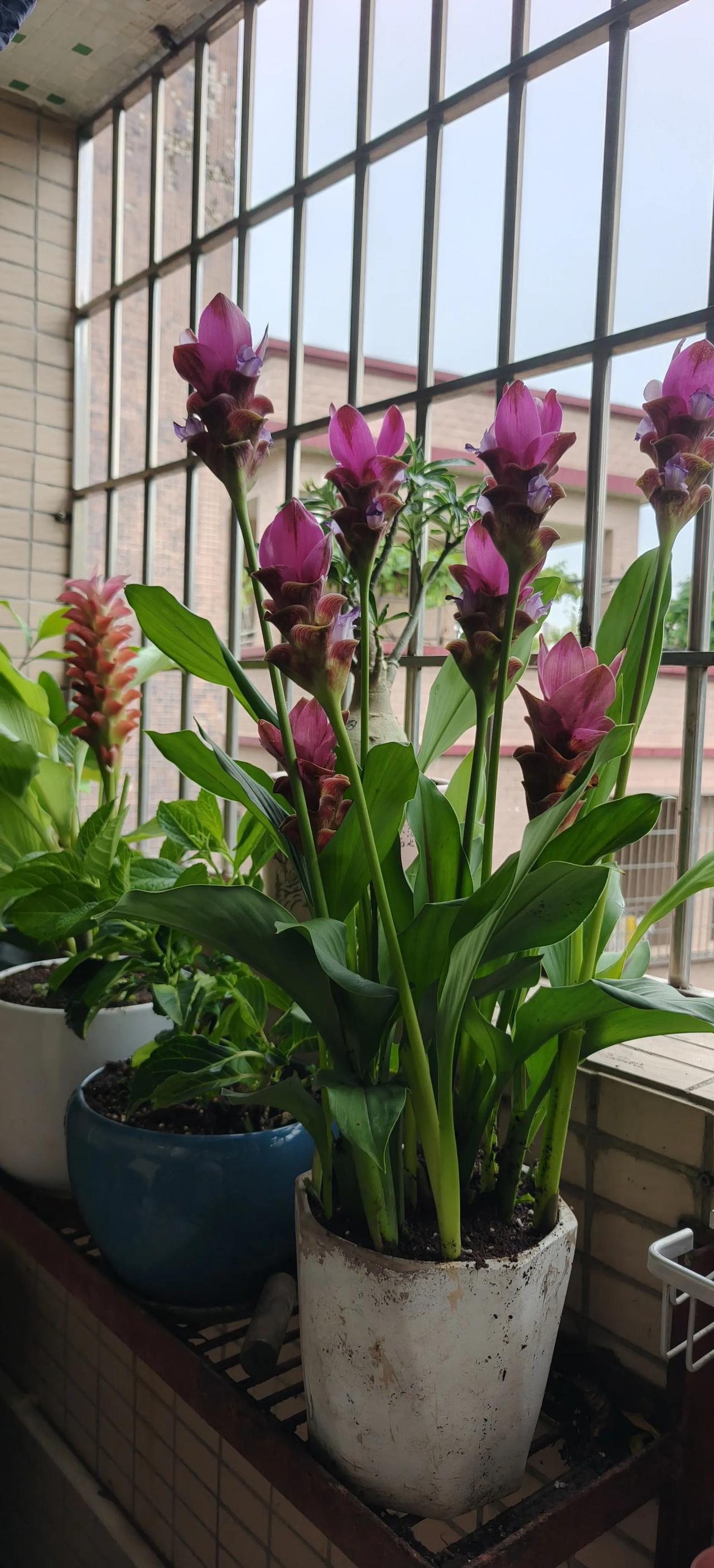今日专程开车去顺德陈村花卉市场，本想去买几盘鲜花的，可能是近日气温太高，市场里也