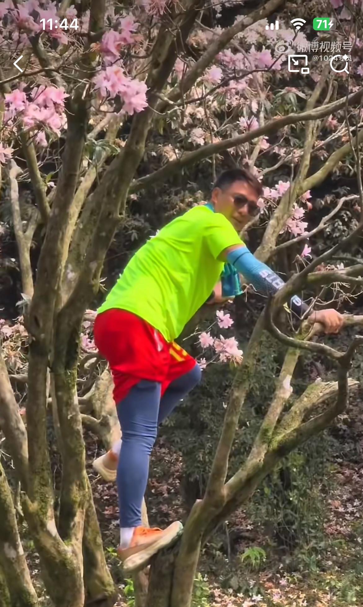 云浮八排山春光明媚，一群没素质的男女，摇晃杜鹃花树形成花雨，让旁边的人拍照，一路