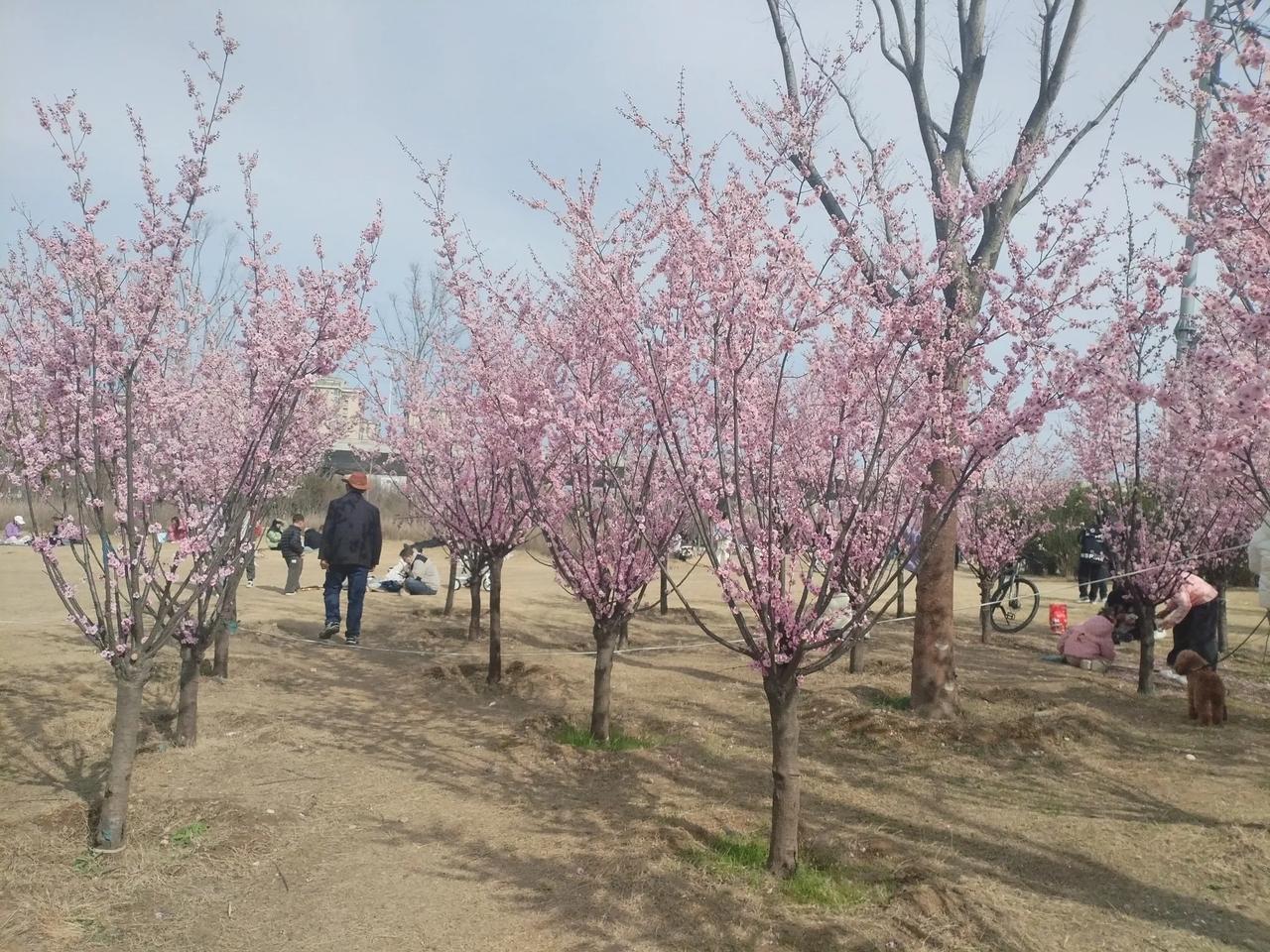 刘备的别部司马相当于现在什么官职

在探讨刘备的别部司马相当于现代何种官职之前，