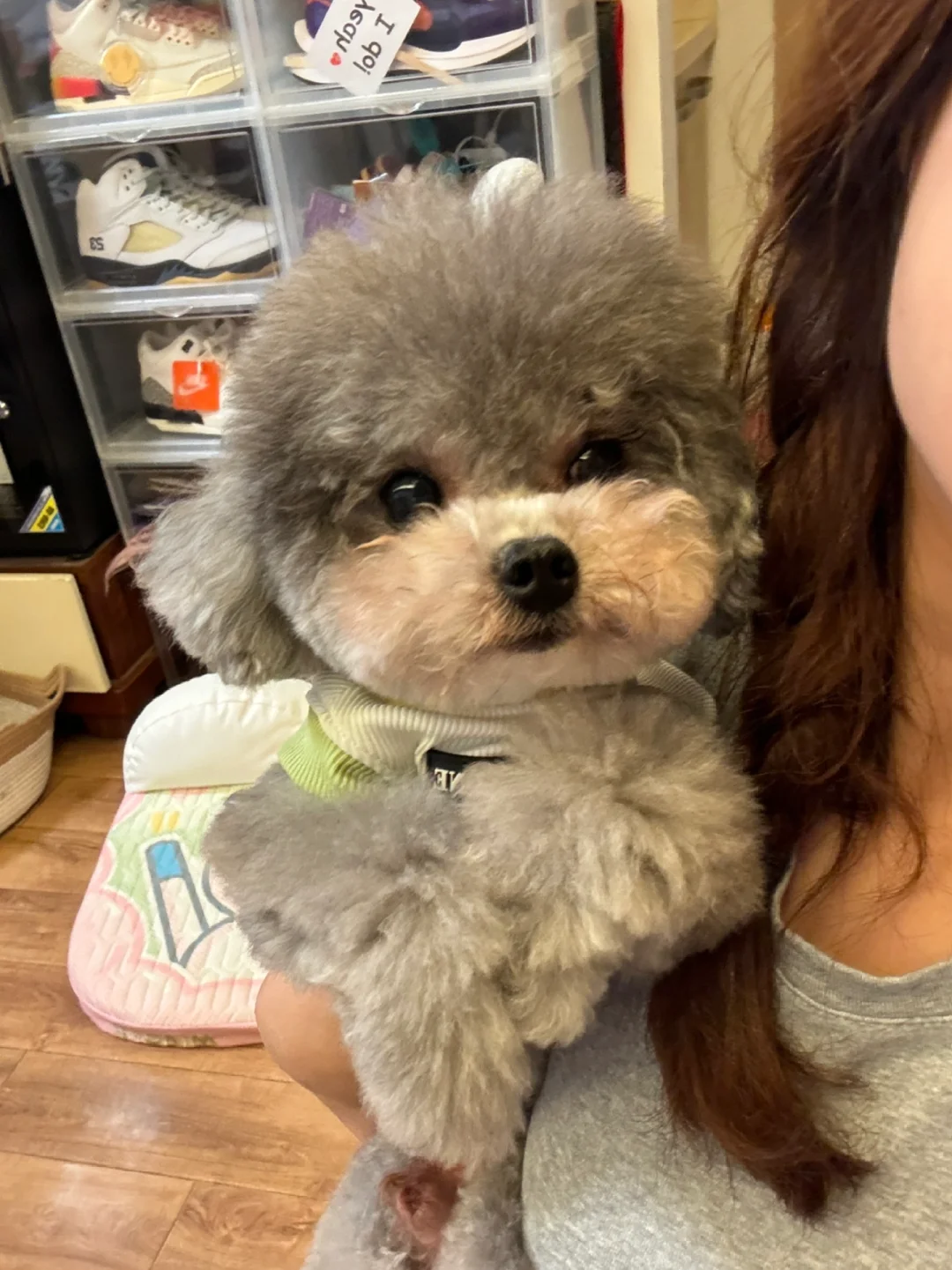 7岁小狗还是少年感满满呀