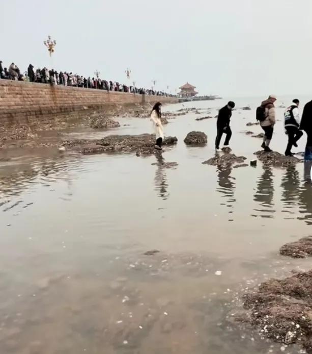 去海滩喂海鸥，为啥大多数人站在岸上，少数人却去下面？结果因为涨潮被迫从水里走回来