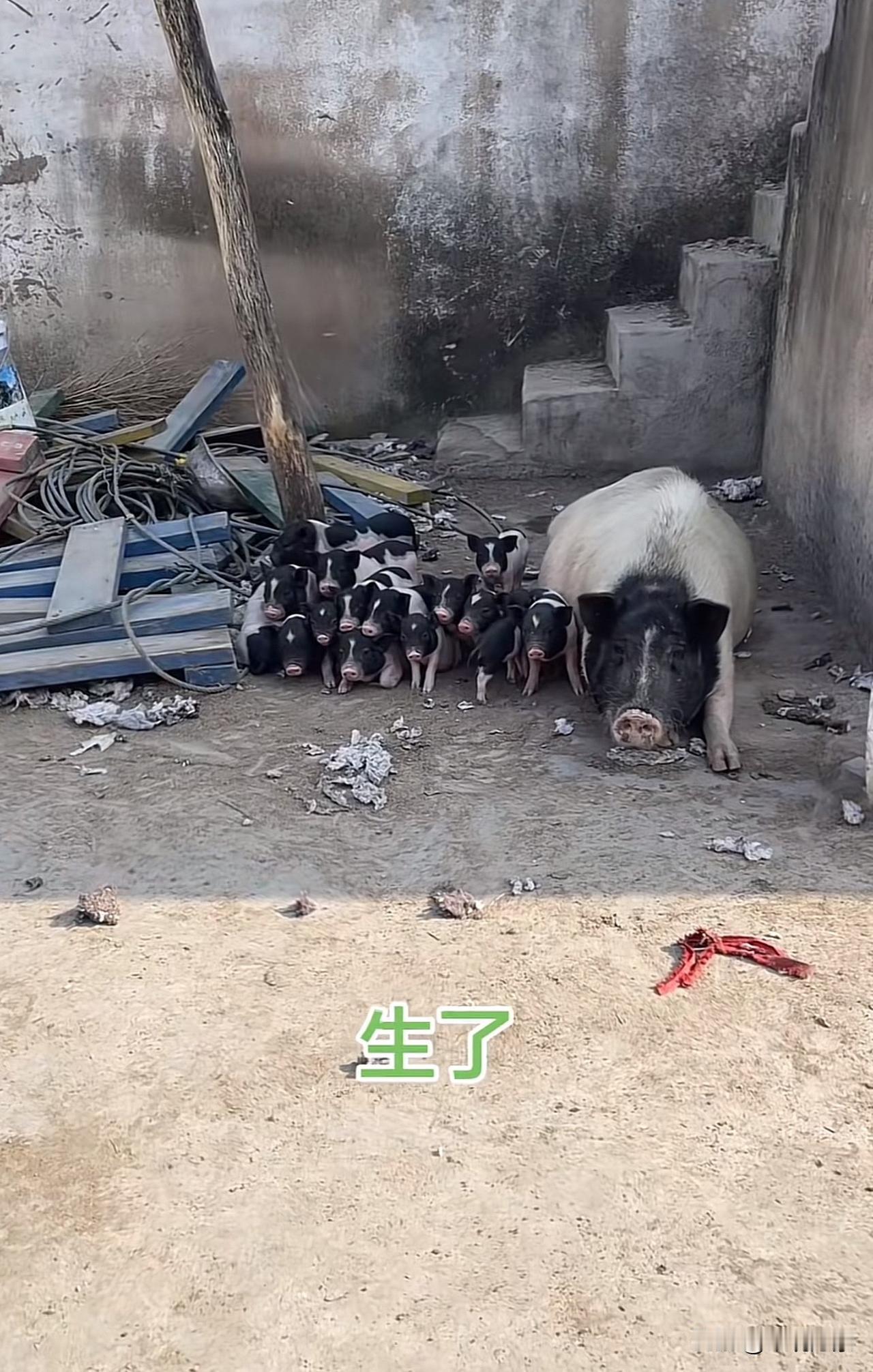 生了，就是生的有点多[笑哭]这一大家子