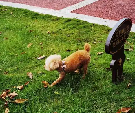 男子毒死9条宠物狗一审宣判 2025年底，北京朝阳法院判了个挺受关注的“小区毒狗