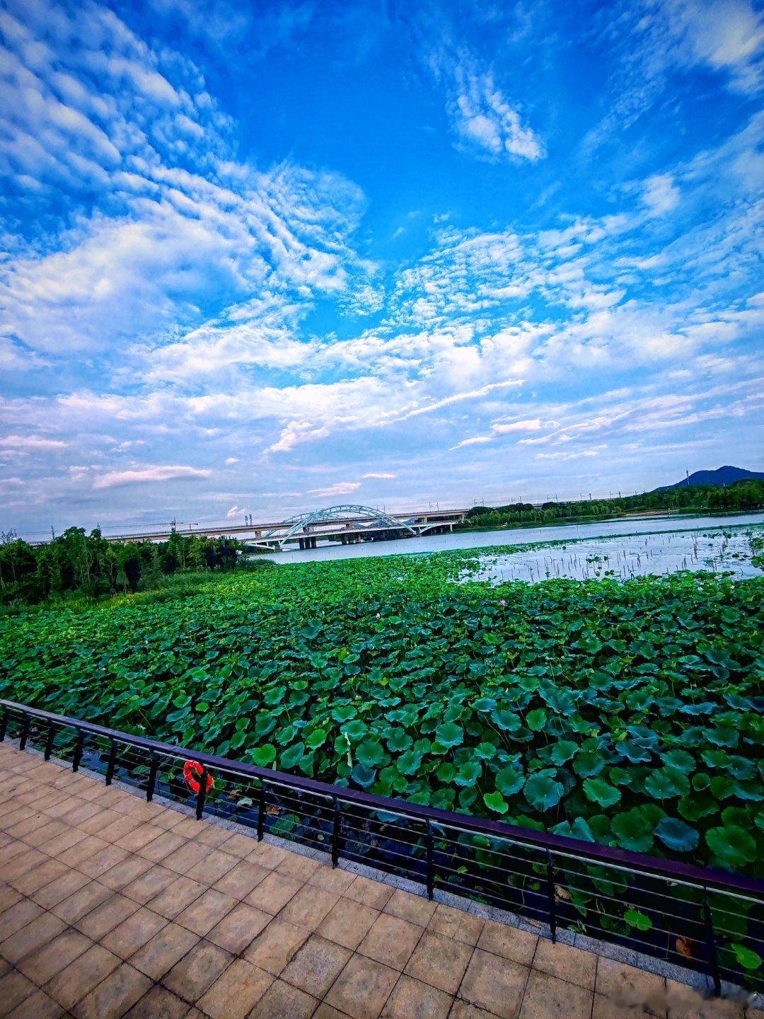 阳湖荷景碧空澄澈映晴光，柔风摇荷漾浅塘。翠盖团团凝晓露，嫣然绽处漫清香。用眼睛寻