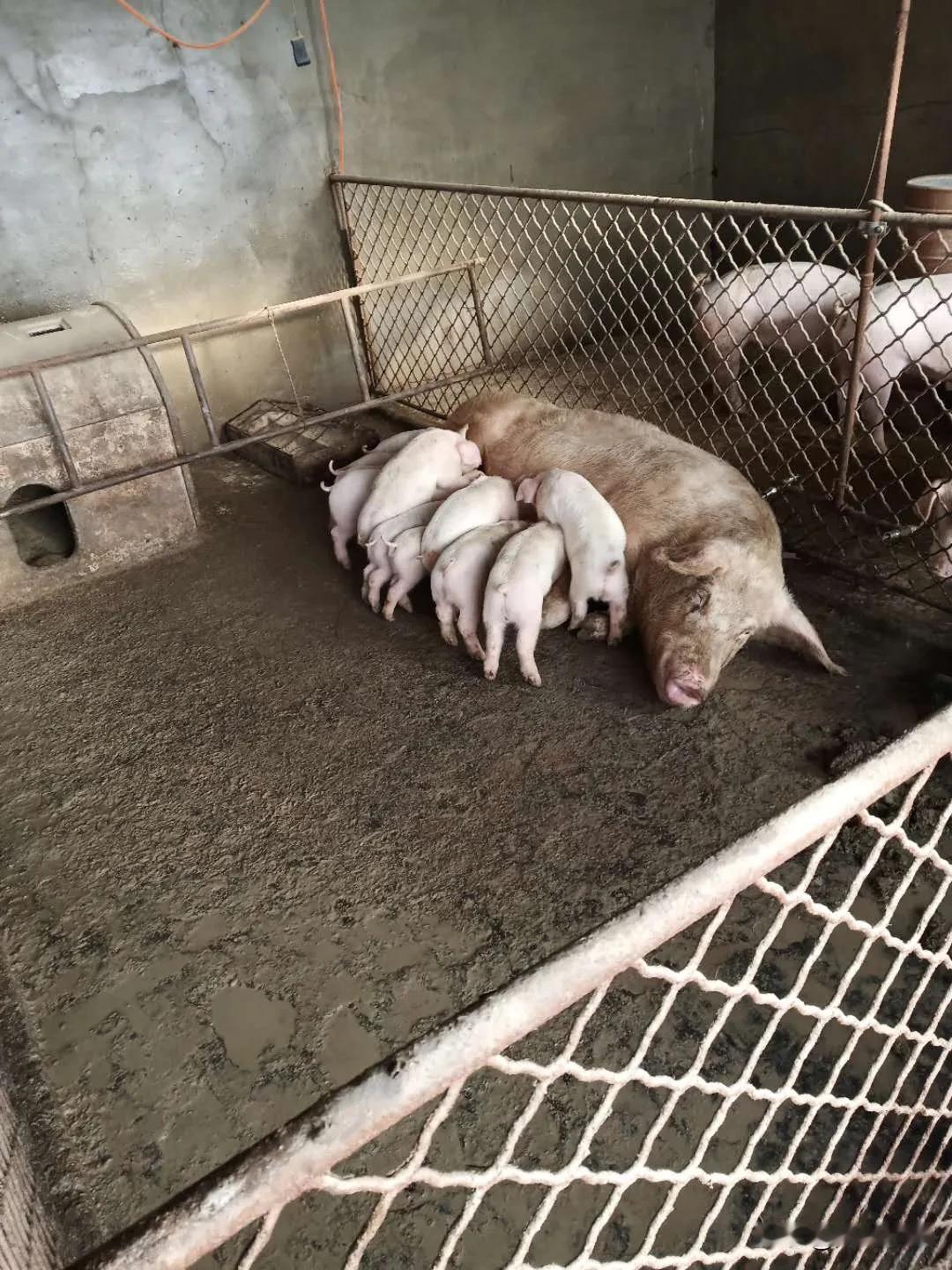 到底应该如何养猪，如何对抗非洲猪瘟，我们有个好方法不知道能不能帮到您！