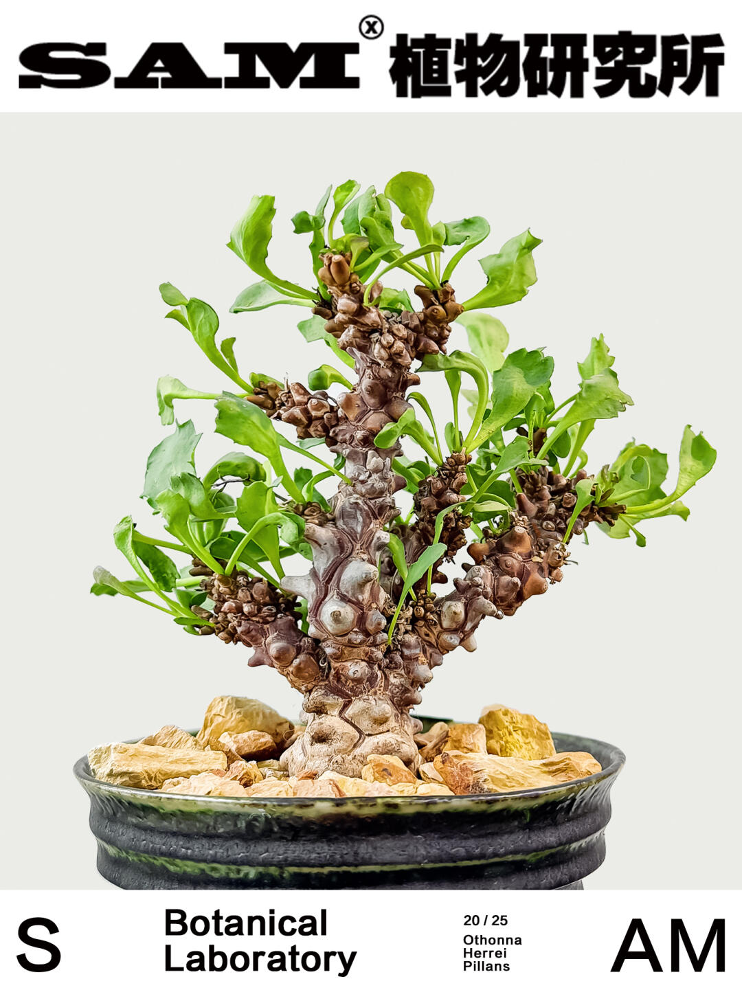 蛮鬼塔厚敦菊｜Othonna Herrei Pillans