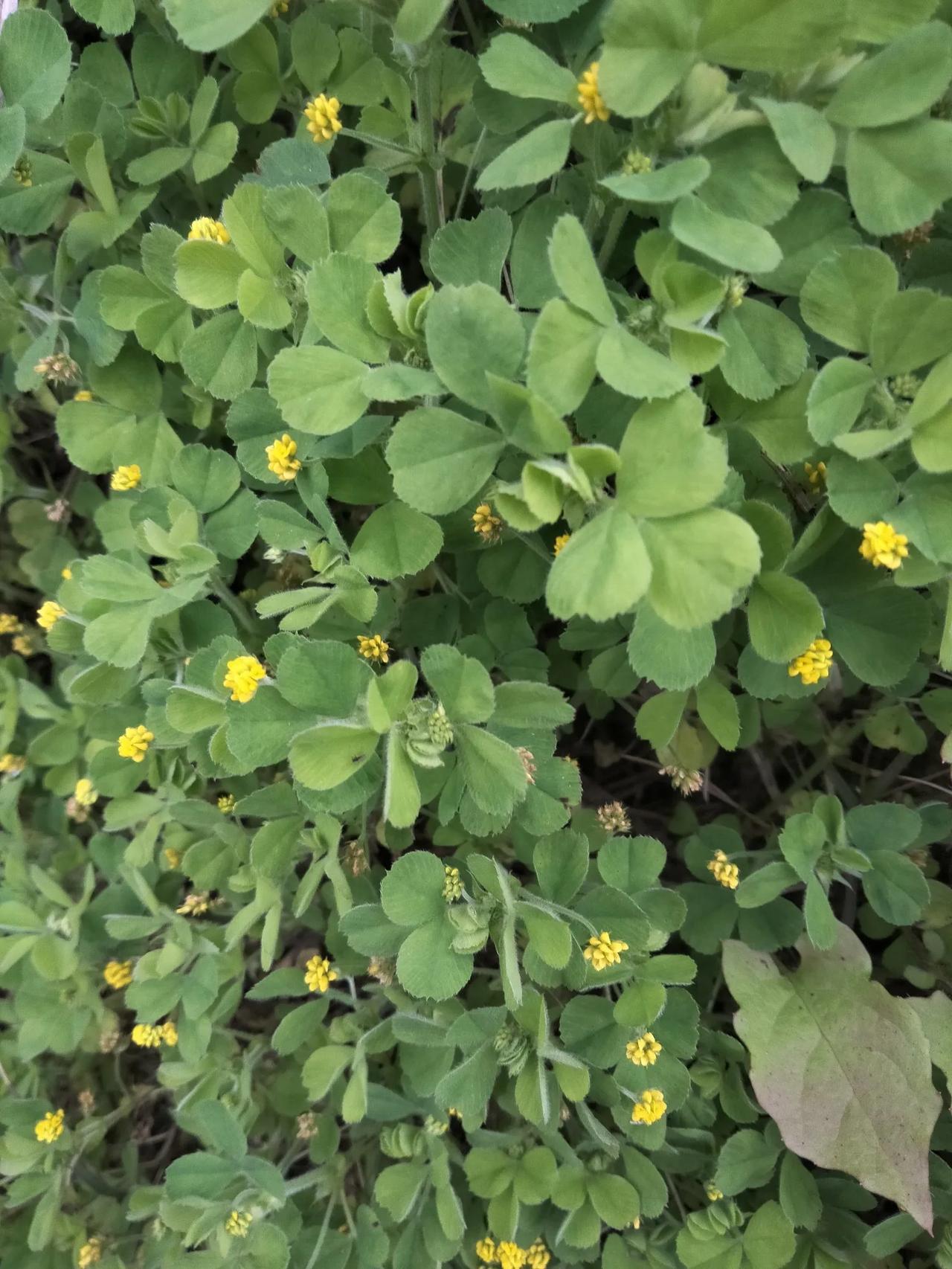 南苜蓿，又名金花菜，目齐头，草头……
农村里常见的一种牧草，野菜
一般生长在荒地